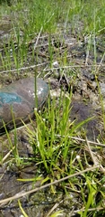 Eriocaulon koernickianum