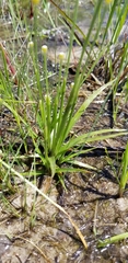 Eriocaulon koernickianum