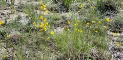 Eriocaulon koernickianum