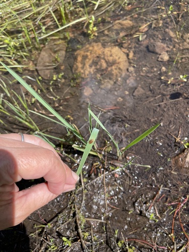 iNaturalist observation photo of Lygus Bugs