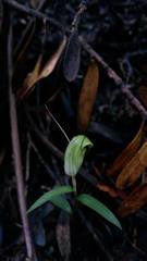 Pterostylis brumalis