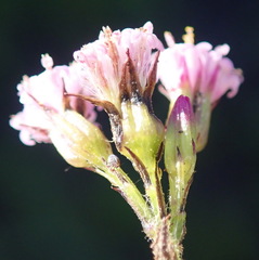 Senecio agapetes