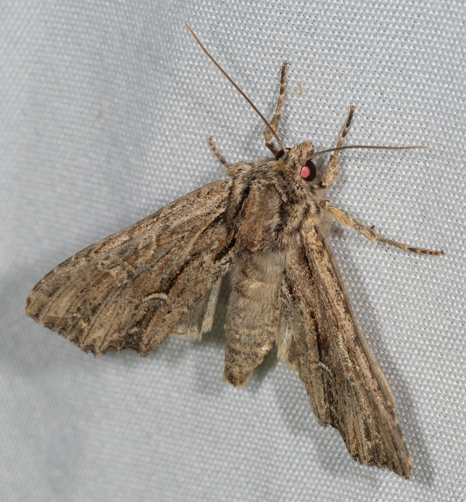 Common Apamea Moth