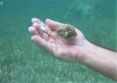 Chilomycterus antillarum