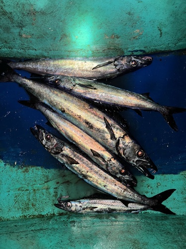 Promethichthys observed 2023-12-19