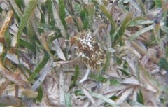 Chilomycterus antillarum