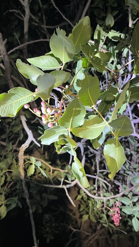 Persian Turpentine Tree