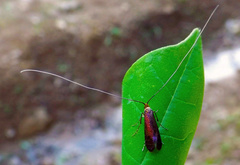 Adela caeruleella