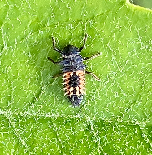 iNaturalist observation photo of Asian Lady Beetle