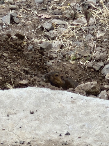 California Pocket Gopher
