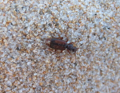 Polistichus connexus