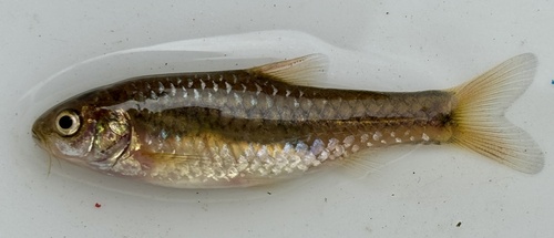 Pellegrin's barb (Enteromius pellegrini) — Cyprinidae — 2
