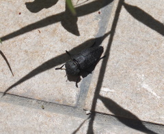 Capnodis tenebricosa