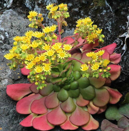 Aeonium glandulosum (Aiton) Webb & Berthel.