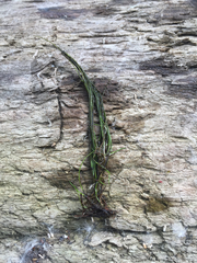 Eleocharis acicularis