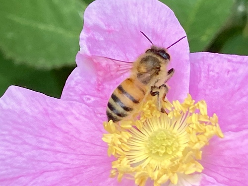 iNaturalist observation photo of Western Honey Bee