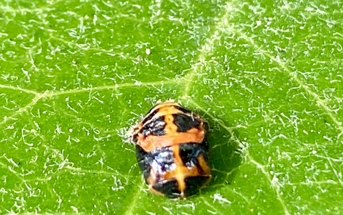 iNaturalist observation photo of Asian Lady Beetle
