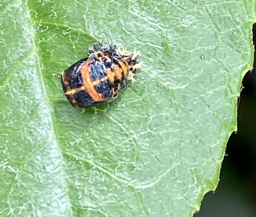 iNaturalist observation photo of Asian Lady Beetle