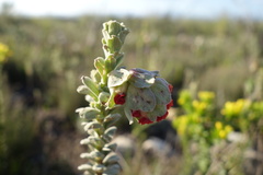 Hermannia trifoliata