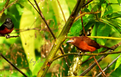 Ramphocelus carbo