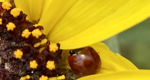 iNaturalist observation photo of Spotless Lady Beetle