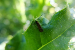 Cauchas rufimitrella