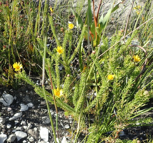 Image of Ursinia trifida by (c) Nicola van Berkel, some rights reserved (CC BY-SA)
