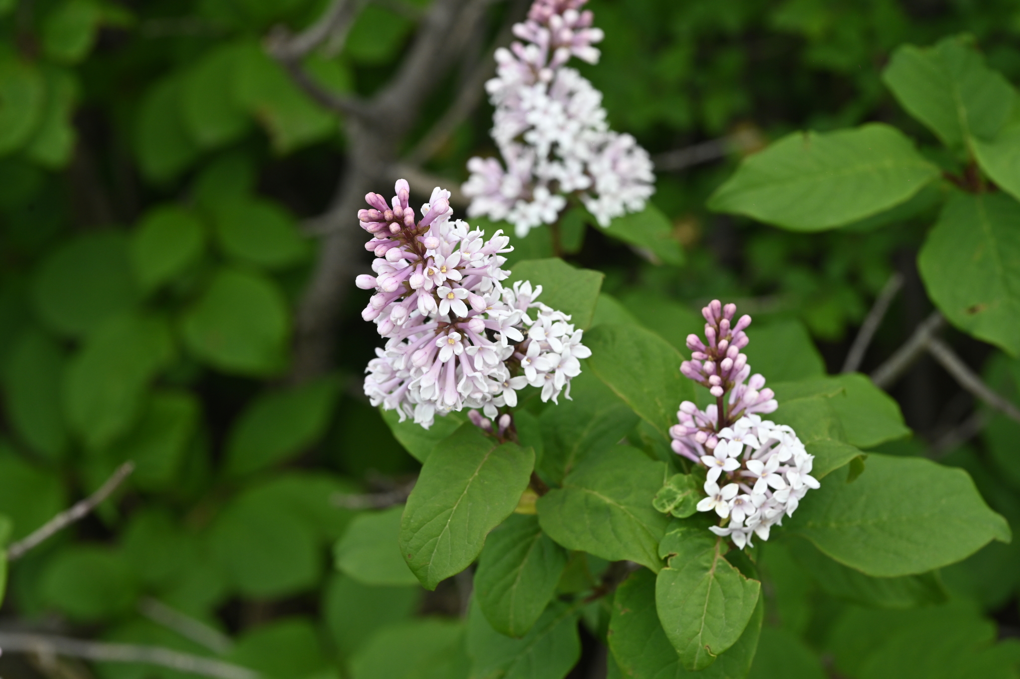 Syringa villosa