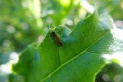 Cauchas rufimitrella