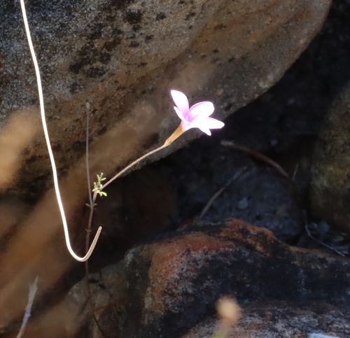 Oxalis giftbergensis (Oxalis giftbergensis)