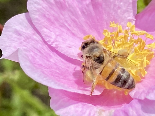 iNaturalist observation photo of Western Honey Bee