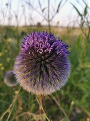 Echinops adenocaulos