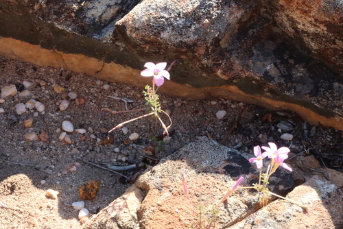 Oxalis giftbergensis (Oxalis giftbergensis)