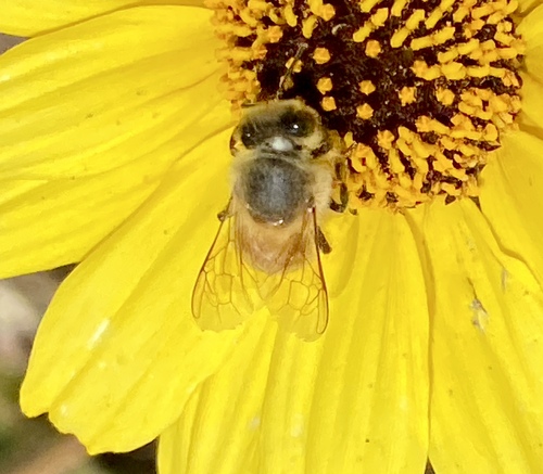 iNaturalist observation photo of Western Honey Bee