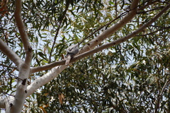 Accipiter cooperii