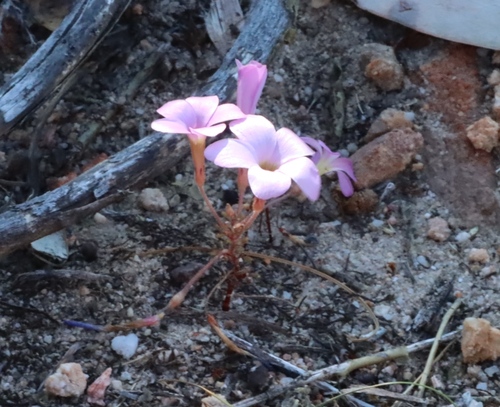 Oxalis giftbergensis (Oxalis giftbergensis)