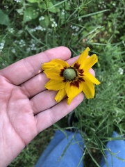 Rudbeckiinae