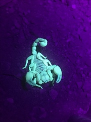 Anuroctonus phaiodactylus