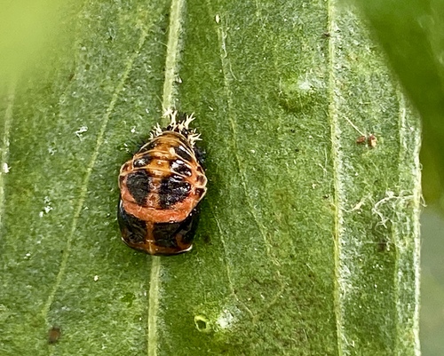 iNaturalist observation photo of Asian Lady Beetle