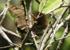 Lathrotriccus euleri