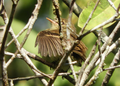 Lathrotriccus euleri