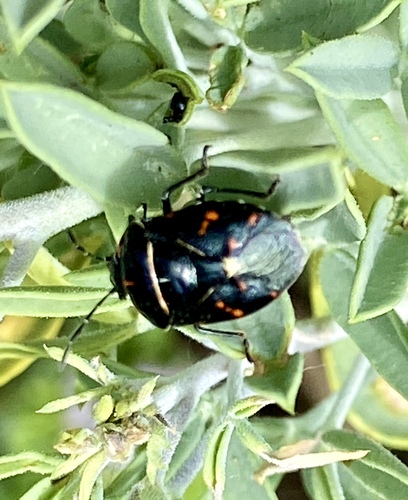 iNaturalist observation photo of Harlequin Bug