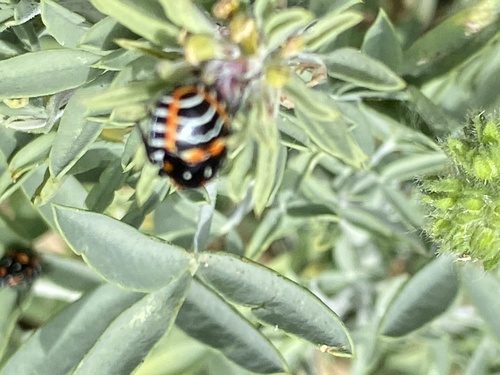 iNaturalist observation photo of Harlequin Bug