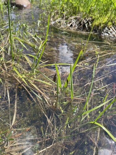 iNaturalist observation photo of Stoneflies