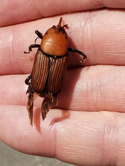 Rhynchophorus ferrugineus