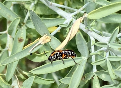 iNaturalist observation photo of Harlequin Bug