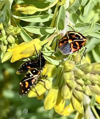 iNaturalist observation photo of Harlequin Bug