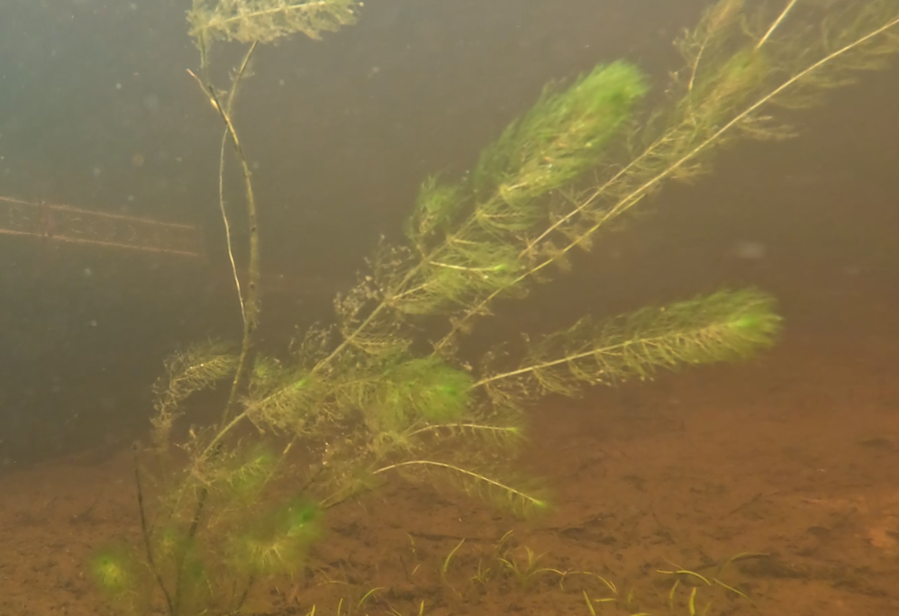Image of Alternate Water-Milfoil (Myriophyllum alterniflorum) by (c) Linda Lötjönen, some rights reserved (CC BY)