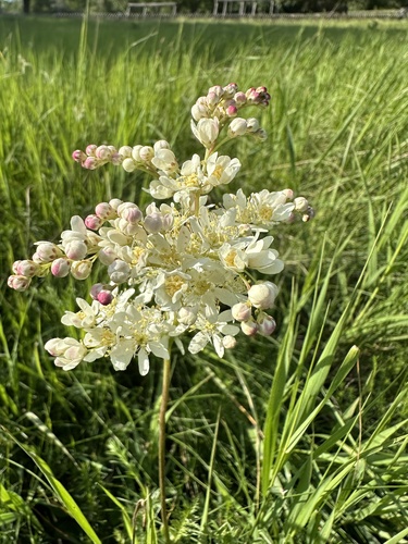 Filipendula vulgaris iNat (3)