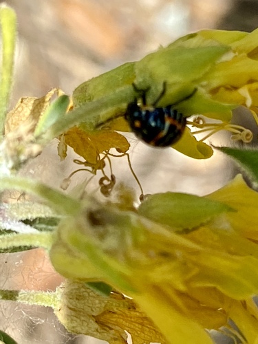 iNaturalist observation photo of Harlequin Bug